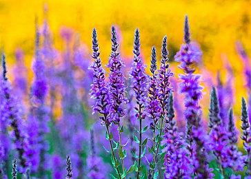 2023 MG7正式登陆《极限竞速：地平线5》！